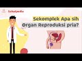 Mengenal Organ Reproduksi Pria  - Sehatpedia