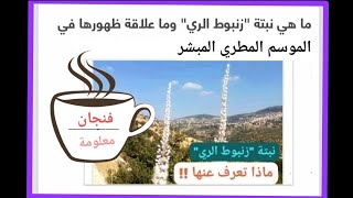 فنجان قصة ومعلومة _ نبتة 