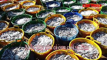 Mùa cá cơm ở Mũi Né