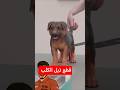 ماذا يحدث إذا تم قطع ذيل الكلب الصغير 