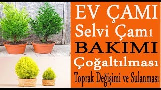 Ev çamı (Limoni Servi Cupressus) çiçeğinin bakımı, ev çamı ağacına nasıl bakmalıyız? Ev çamı bakımı