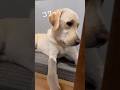 ラブラドールだって眠い時は1点見つめになっちゃうんだよ… #shorts #shortvideo #ラブラドールレトリバー