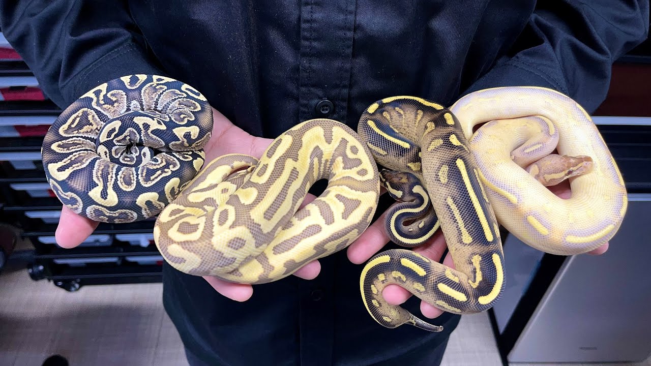 ボールパイソン100匹がやってきた‼【新入荷ドイツ便紹介】#SWAGBaller#浜松#爬虫類