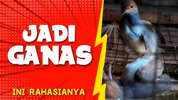 CARA MELATIH MENTAL BURUNG PRENJAK KEPALA MERAH ( BONGKAR RAHASIA )