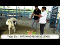 How to select Boer Breeding Male Explained by Tejas Lengare Sir