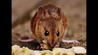 Mouse as a Spirit Guide: What it Means When You&#39;re Seeing Mice Everywhere