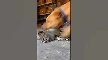 A Puppy Rescuing a Kitten From a Giant Python in the Warehouse!