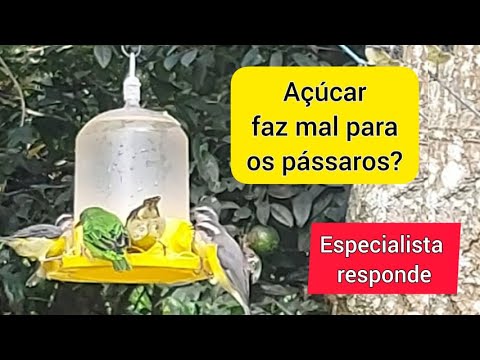 Vídeo: Como configurar uma fazenda de lagostins de água doce