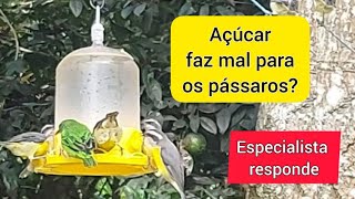 Agua com açúcar faz mal para os beija flores?