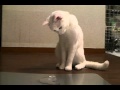 初めて氷を見た猫