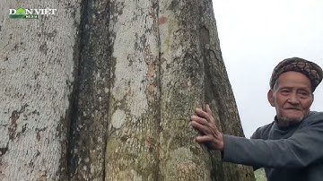 Hà Tĩnh Hai cây dó trầm trăm tuổi trong đền cổ, được định giá trăm tỷ, dân làng quyết giữ như “báu v