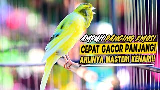 Kenari Gacor Nembak TAJAM ‼️ Efektif PANCING EMOSI Kenari lain Cepat ikut gacor Ngerol panjang #80