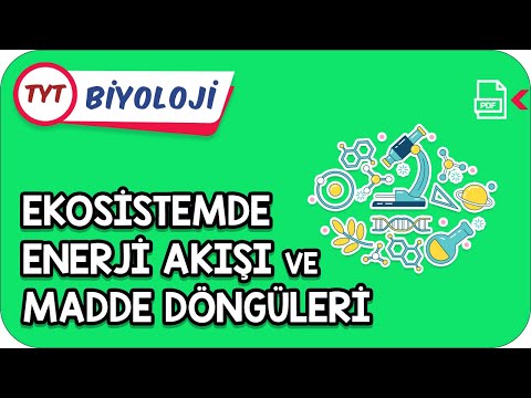 Ekosistemde Enerji Akışı ve Madde Döngüleri | Kamp2021