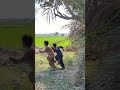 Gorilla 🦍 viral shorts