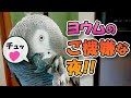 ヨウムのご機嫌な夜