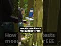 Testing mosquitoes for EEE in Vermont