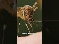 Testing mosquitoes for EEE in Vermont