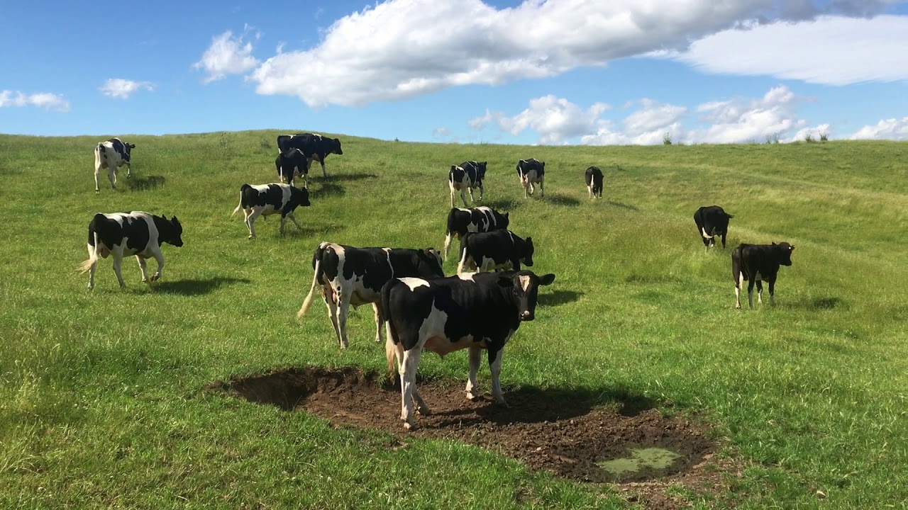 Whakamarumaru Bulls Dec 2018 YouTube