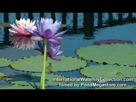 EXCLUSIVE International Waterlily Collection, Blue...