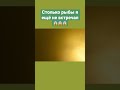 Весенний ход САЗАНА на ВОЛГЕ. Столько рыбы я ещё не ВСТРЕЧАЛ… #подводнаяохота #рыбалка #сазан #волга