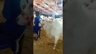 Cow Mandi-BakraEid Karachi #cowmandi #bakraeid #qurbani #bakramandi #mandi #karachi #cattlefar