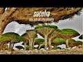 Socotra, una isla de otro planeta