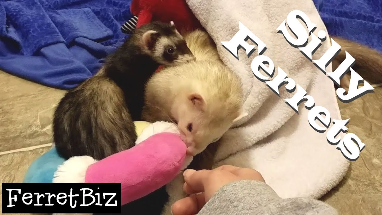 Silly Ferrets (Ferret Business #40)