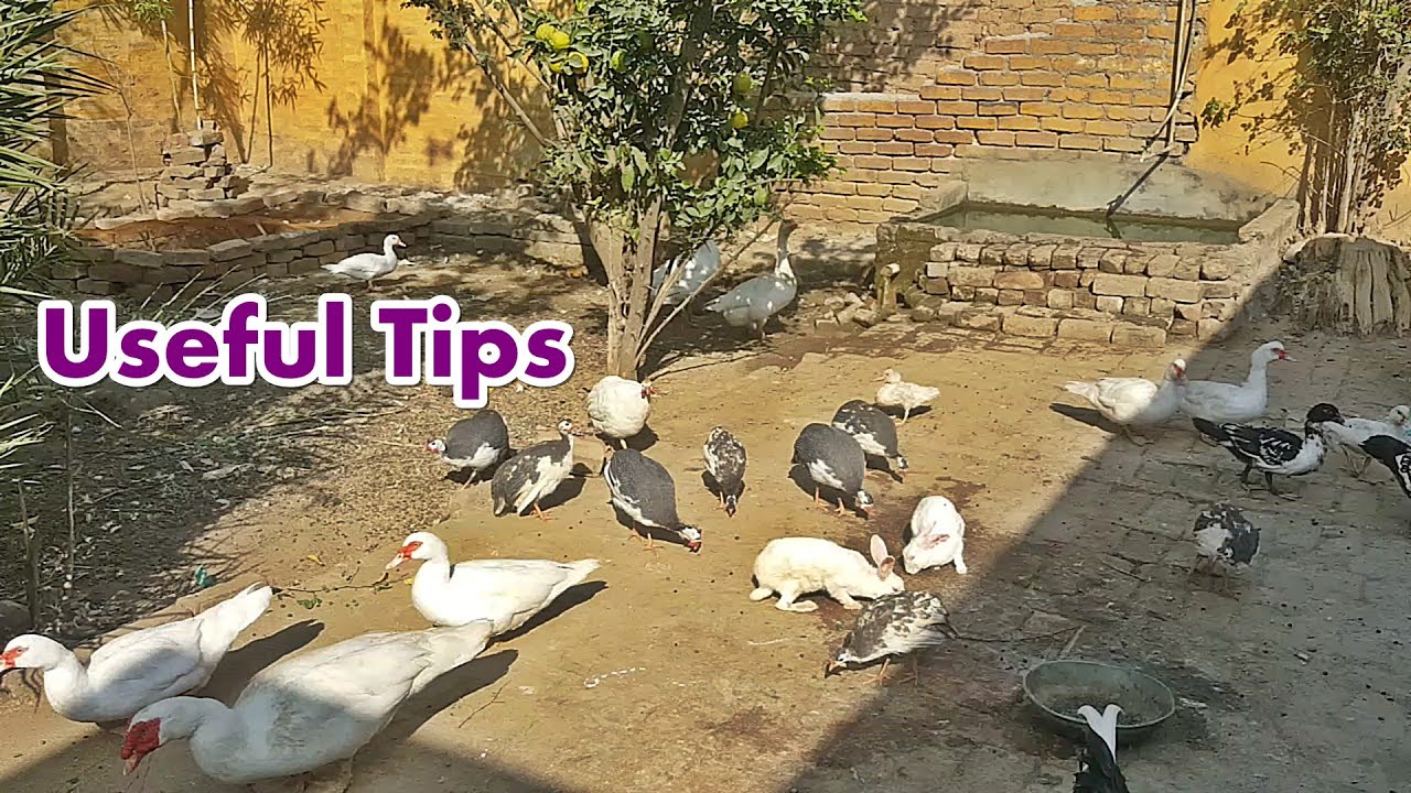 Muscovy Ducks Geese Guinea Fowl Useful Tips Urdu hindi YouTube