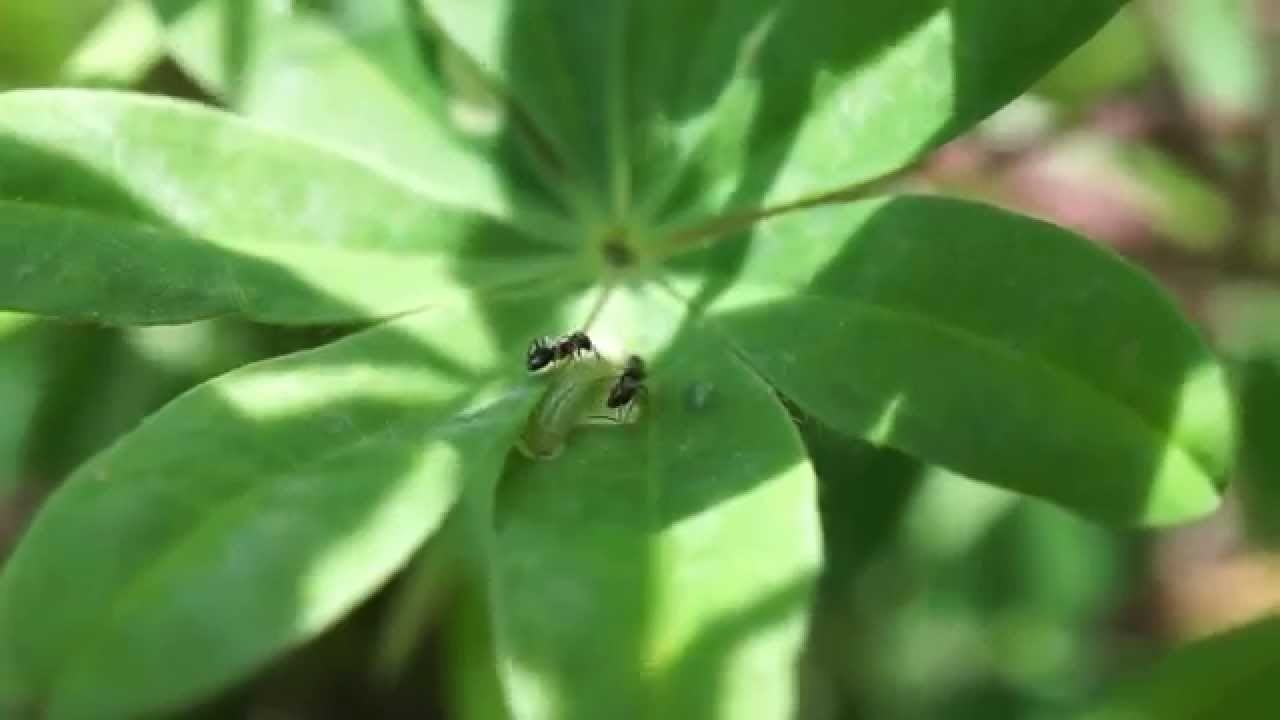 karner-blue-butterfly-larvae-tended-by-the-odorous-house-ant-youtube