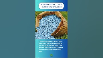 Nguyên nhân khiến sầu riêng rụng trái non