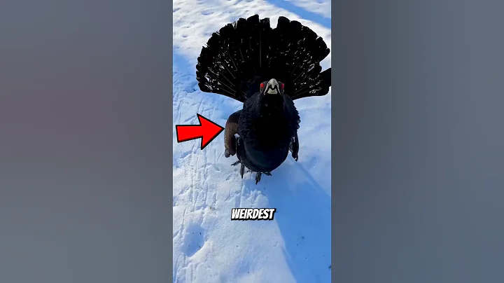 Weirdest Bird Sounds Ever Heard😨😨 thumbnail