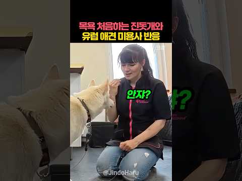 목욕 처음하는 진돗개와 유럽 애견 미용사 반응 thumbnail