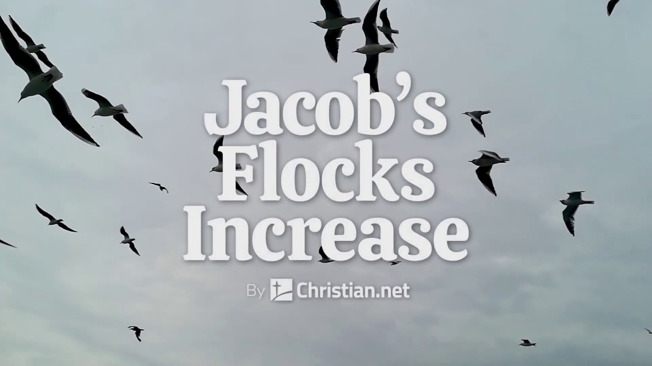 Genesis 30 Jacob's Flocks Increase Bible Stories YouTube