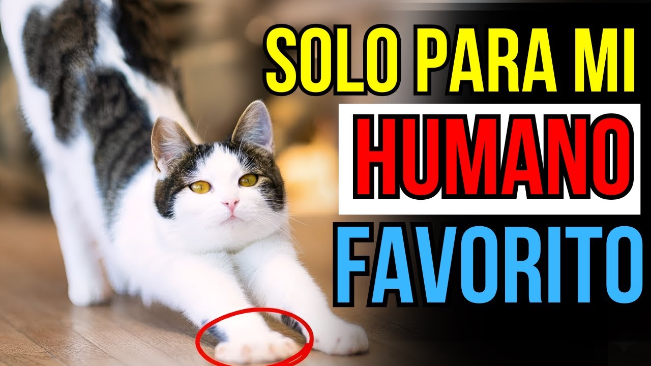5 cosas que los gatos solo hacen con su PERSONA FAVORITA – y lo que realmente significan