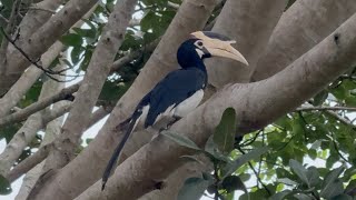 Malabar Pied Hornbill in Sri Lanka
Malabar Pied Hornbill in Sri Lanka
The Malabar pied hornbill is a large hornbill 26 inches in length. It has mainly black plumage, apart from its white belly, throat patch, tail sides and trailing edge to the wings. The bill is yellow with a large, mainly black casque. Females have white orbital skin, which the males lack. Juveniles have no casque. It might be confused with the oriental pied hornbill. They weigh around 2.2 pounds.
The Malabar pied hornbill is a common resident breeder in India and Sri Lanka. Its habitat is evergreen and moist deciduous forests, often near human settlements. It is distributed across three main regions within the Indian sub-continent: Central and Eastern India, along the Western Ghats, and in Sri Lanka. In Central and Eastern India, it ranges from western West Bengal through parts of Jharkhand, Chhattisgarh, Odisha, Madhya Pradesh, northern and eastern Maharashtra, northern Andhra Pradesh, and north-east tip of Telangana. Along the Western Ghats, the species is distributed in pockets along the eastern slopes and in the Konkan belt and west coast from western Maharashtra through Goa, western Karnataka and Tamil Nadu, and in Kerala. In Sri Lanka, the species occurs mainly in the low country and dry zone forests as well as home gardens. #toucanbird #ceylon #srilanka #birds #bird #birdwatching #birdwatchingphotography #Hornbill Malabar Pied Hornbill in Sri Lanka