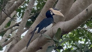 Wild Toucan in Sri Lanka