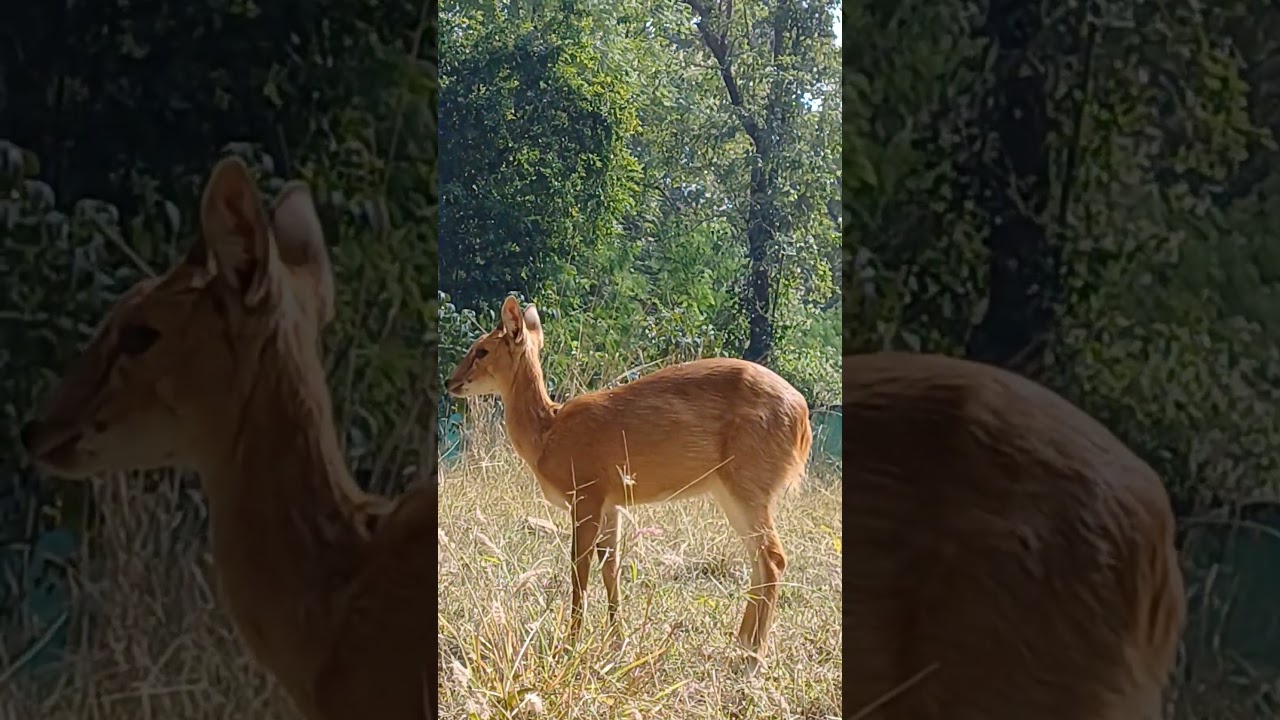 Four horned antelope😱 