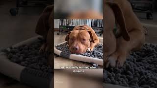 No One Knew If This Terrified Rescue Dog Would Ever Trust Again… #DogVideos #AnimalShorts