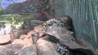 Giant Indian Rock Python Found In Zoo