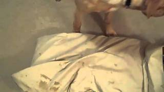 More Fun With The Pillow