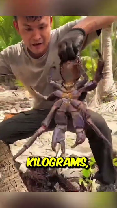 This Crab Can Break Coconuts!