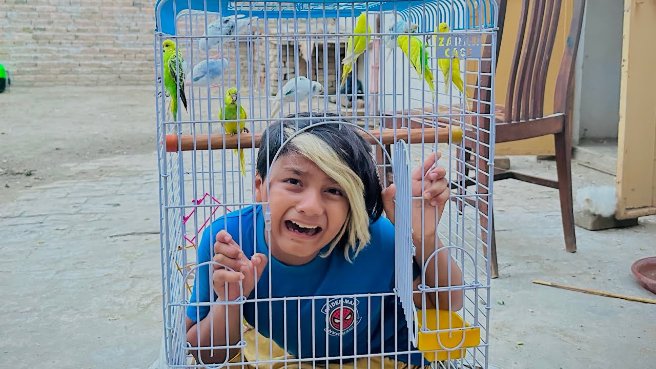 Ali ko khatarnak Australian Parrots 🦜 k cage me band kr deya 😳 || Ali ki chenkhain nikal gai 🥺 ||