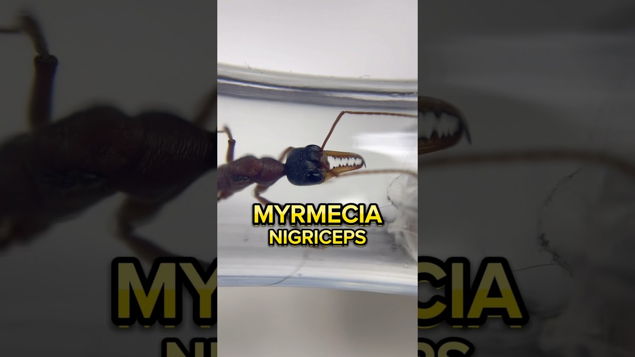 Je l’ai faite chasser ! FOURMI BOULEDOGUE 😱💥⚠️