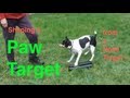 Clicker Training a Paw Target from a Nose Target for Treibball with a Dog Clicker Training a Paw Target from a Nose Target for Treibball with a Dog