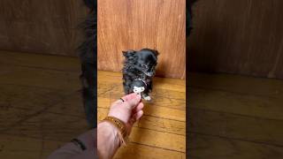 Celebrity MIKE FLYING PUDDIN 😱❤️ Profile