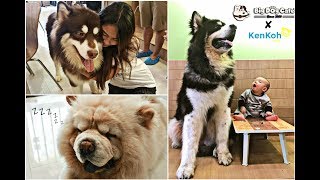 Big Dog Cafe Bangkok - Meet Huge Cute Cuddly Doggies