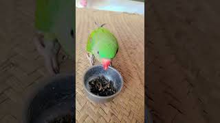 Koko intro #viral #parrot #parrot #talkingparot #babyparrot #nonstoptalkingparrot