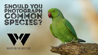 Is it worth photographing common species?
