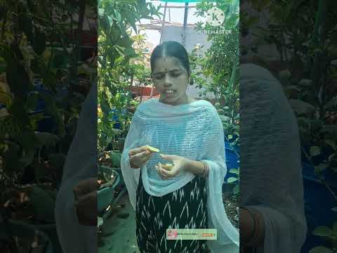 Juicy Sapota fruit harvest #ytshorts #sapota #shorts #organicfarming #nethravlogsintelugu #gardening