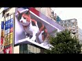 UN GATTO GIGANTE 3D COMPARE NEL CENTRO DI TOKYO